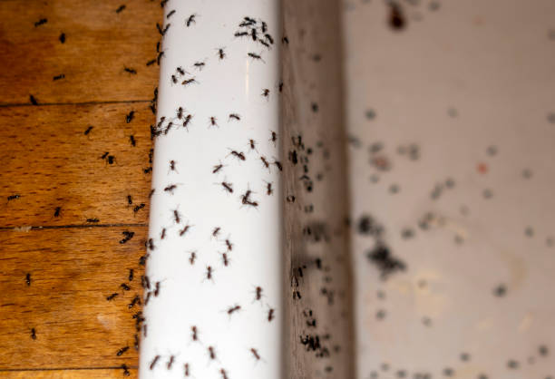 Best Pest Removal Services  in Searles Valley, CA